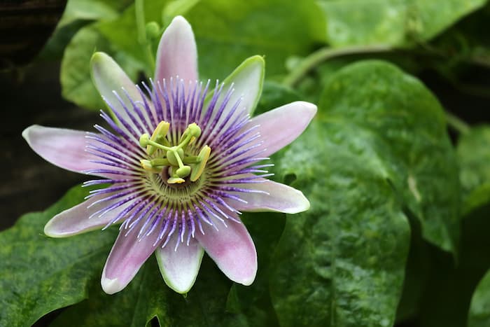 Passionflower